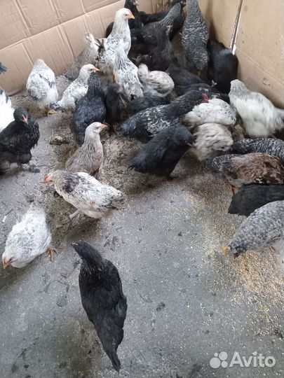 Куры молодки