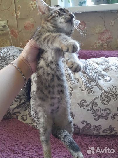 Котенок мальчик в дар