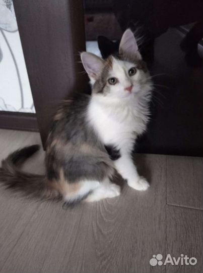 Девочка 5 мес в добрые руки