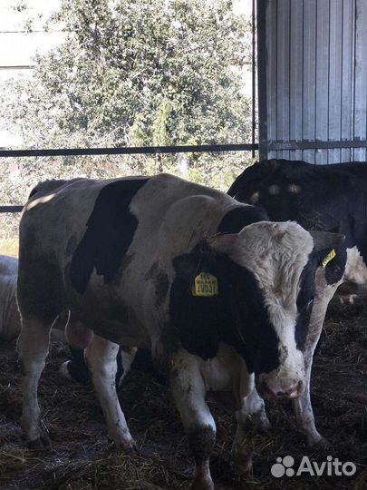 Бычки телята