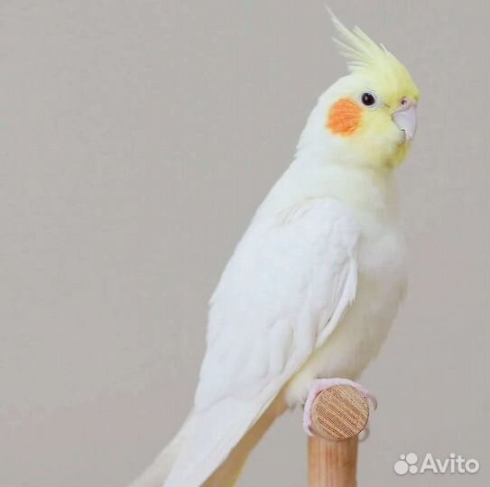 Попугай корелла