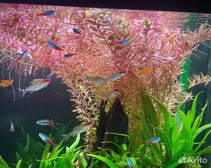 Аквариумные растения / Ротала