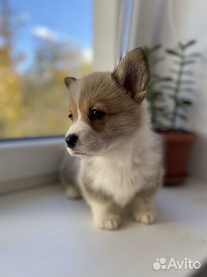 Малышка девочка вельш корги пемброк