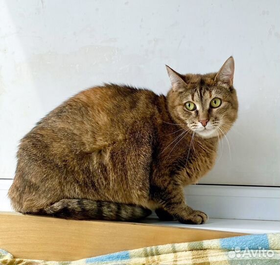 Плюшевая кошка Сильва в дар, в добрые руки