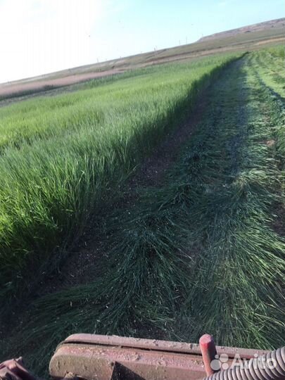 Сено луговое разнотравие