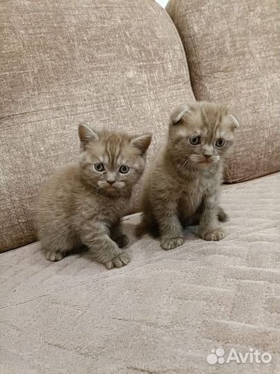 Шотландская вислоухая