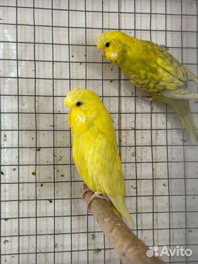 Попугай. Молодые выставочные Чехи