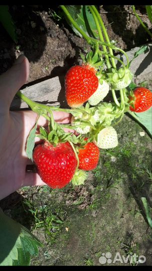 Рассада клубники Альба