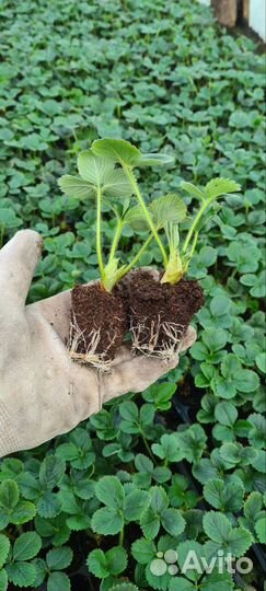 Рассада клубники мурано