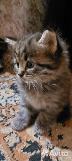 Котята сибирской кошечки