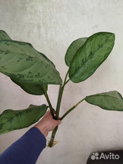 Аглаонема Фридман