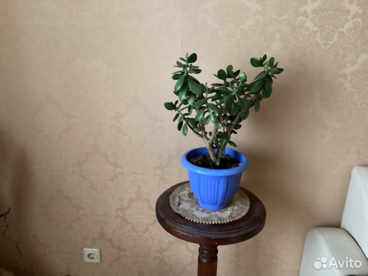 Денежное дерево