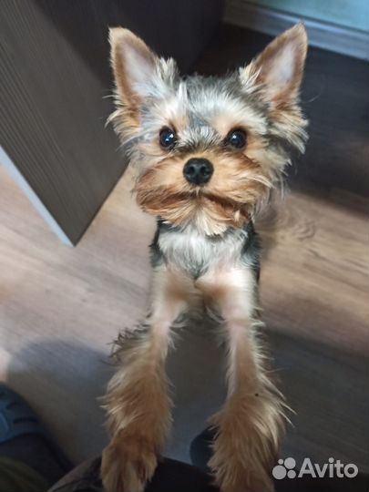 Йоркширский терьер