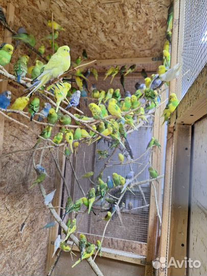 Попугаи оптом