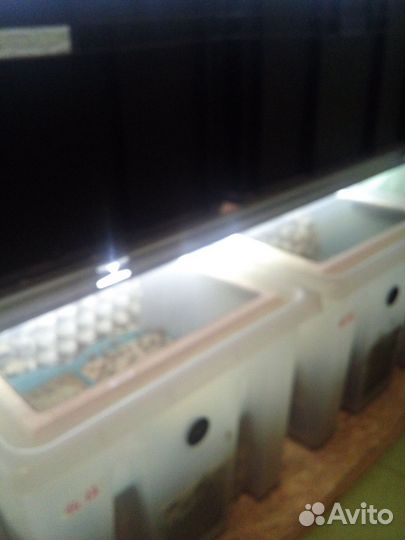 Банановые сверчки