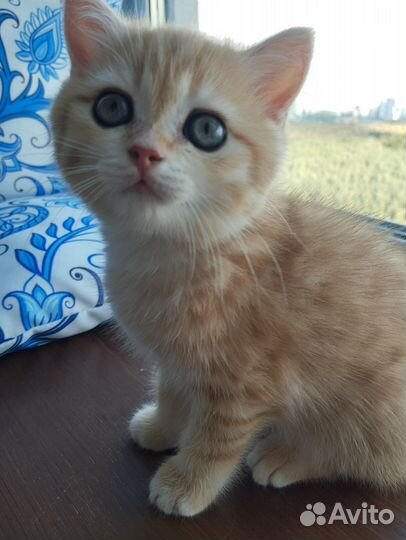 Британская