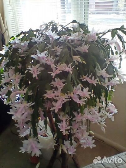 Декабрист белый