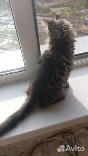 Передержка для кошек