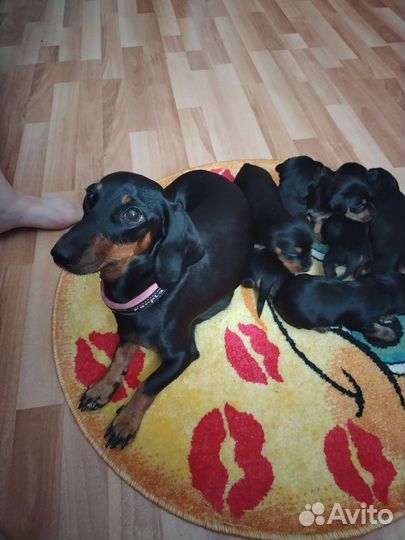 Щенки таксы