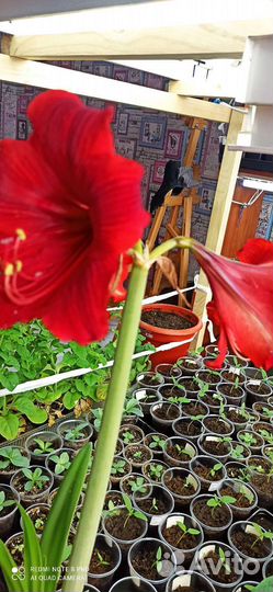 Гиппиаструм