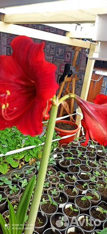 Гиппиаструм