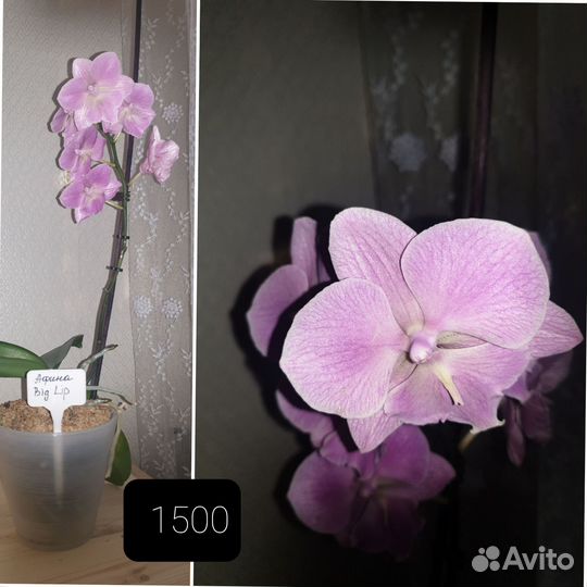 Орхидея