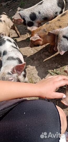 Продаются поросята
