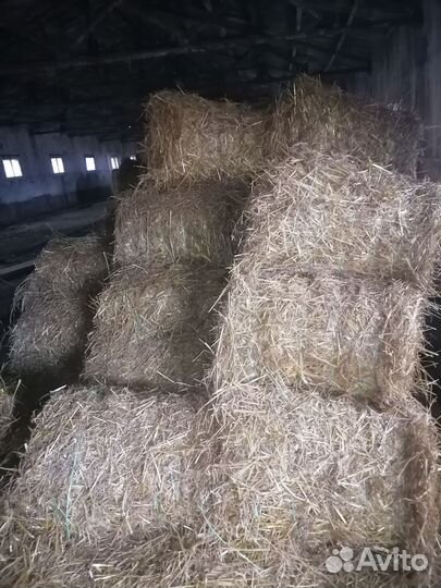 Солома овсяная
