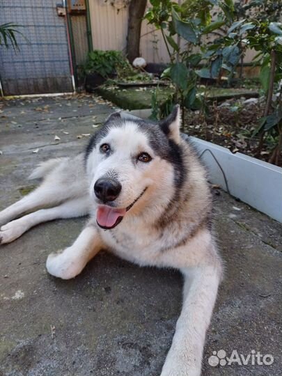 Сибирский хаски