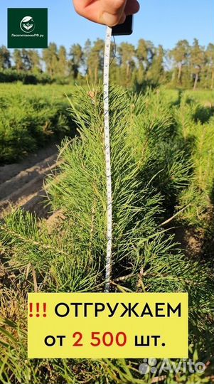 Саженцы ели европейской окс от производителя