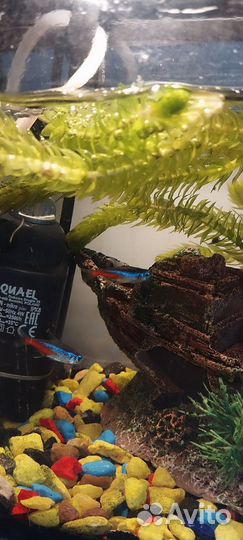 Рыбки и улитка