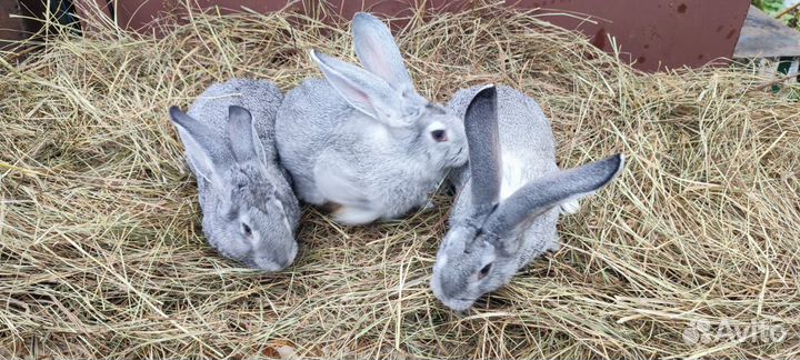 Советская шиншилла