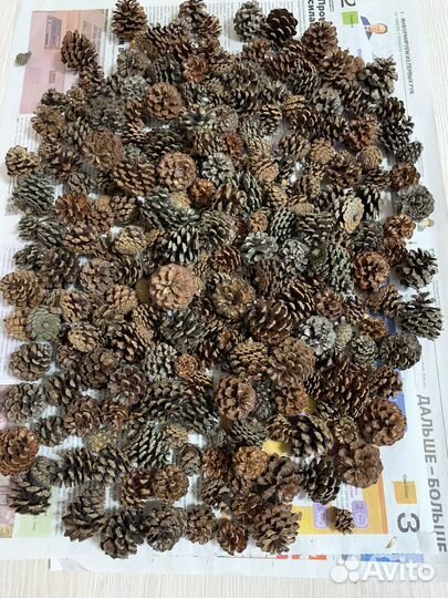 Сосновые шишки