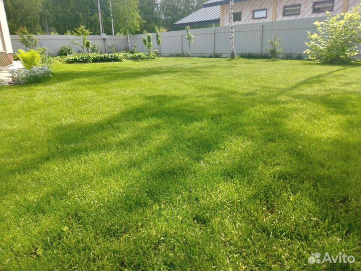 Газон посевной