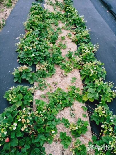 Клубника разных сортов (180 сорт в коллекции)