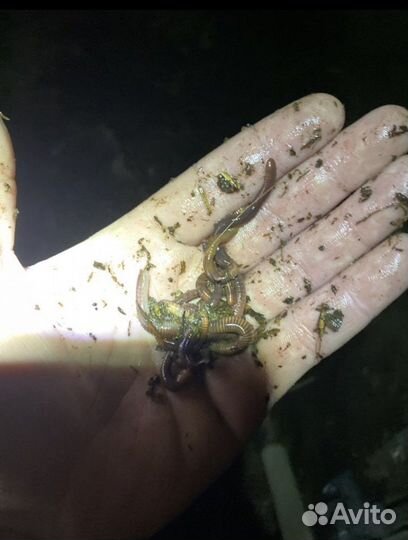 Черви для рыбалки