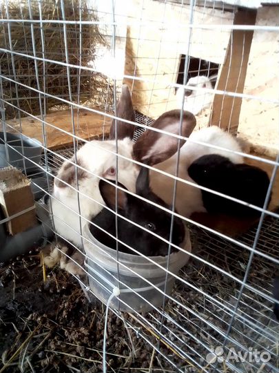Кролики мальчики и девочки возраст 3 мес, 1,5 мес