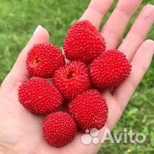 Тибетская малина