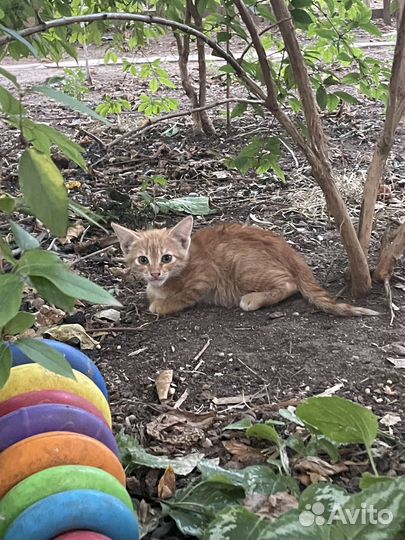 Котята ищут дом,бесплатно