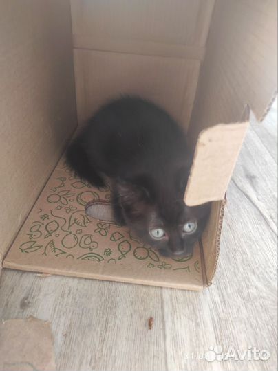 Котята 1,5 мес. в добрые руки