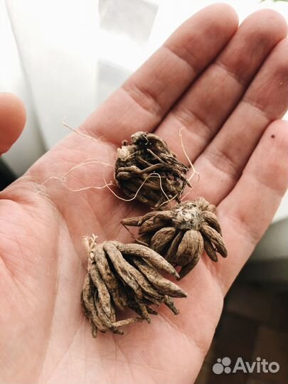 Ранункулюс желтый (луковицы)