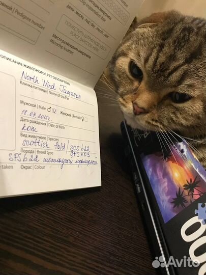 Отдадим кота в добрые руки