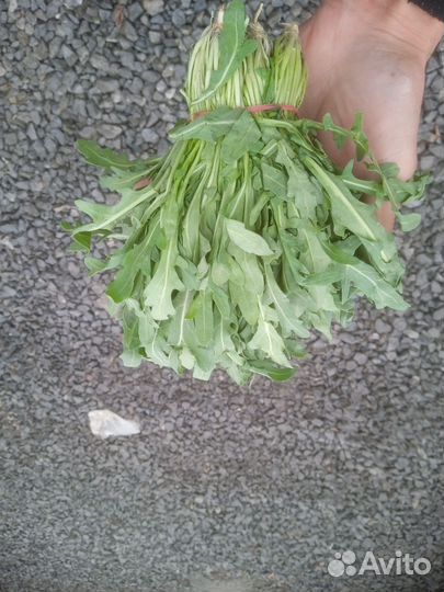Щавель рукола свежие