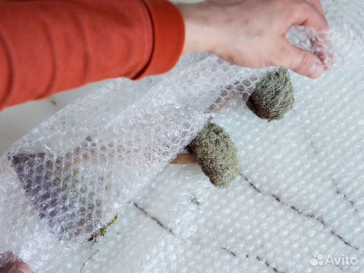 Дерево из мха цетрарии