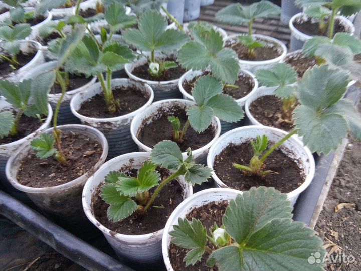 Рассада ремонтантной клубники