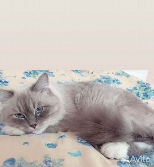 Сибирский кот мальчик