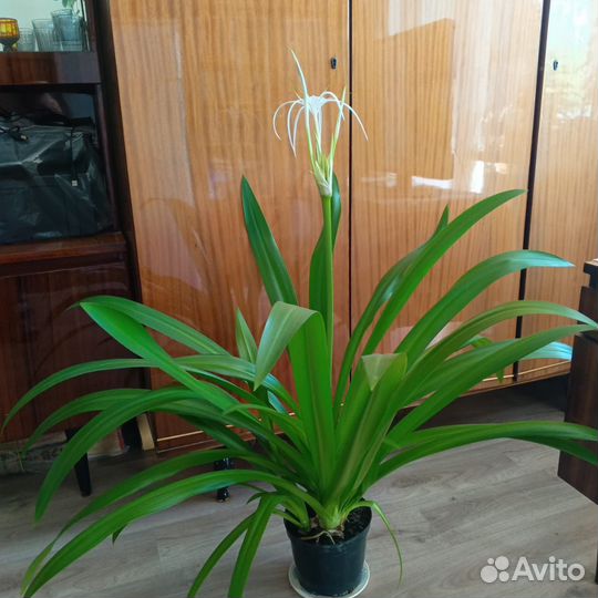 Гименокаллис карибский