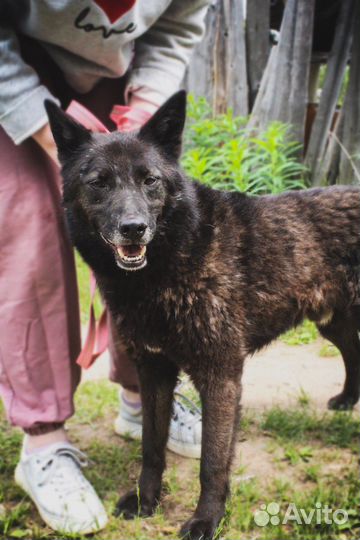 Собака улыбака