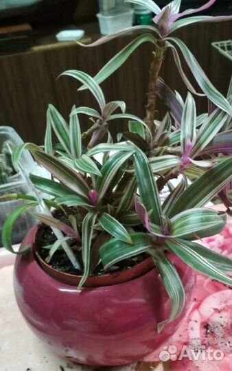 Рэо вариегат.,Рэо ладья Моисея (виды традесканции)