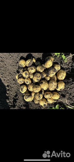 Продам картофель